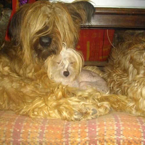 Élevage : berger des pyrenees poil long chien chinois a crete lhasa apso berger de brie