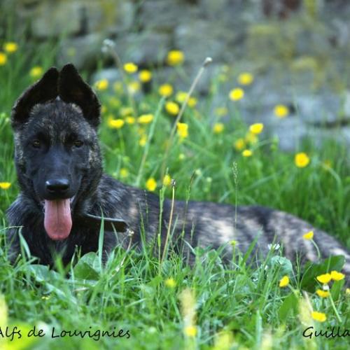 Élevage : berger hollandais a poil court berger belge chien de berger des shetland