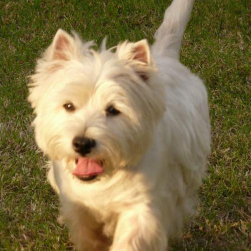 Élevage : west highland white terrier