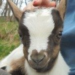 bébés chèvres naines très sociables et câlins !