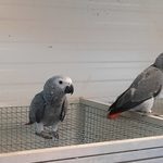 perroquets gris du gabon élevés main